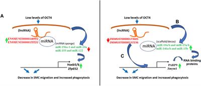 Integrative analysis of the lncRNA-miRNA-mRNA interactions in smooth muscle cell phenotypic transitions